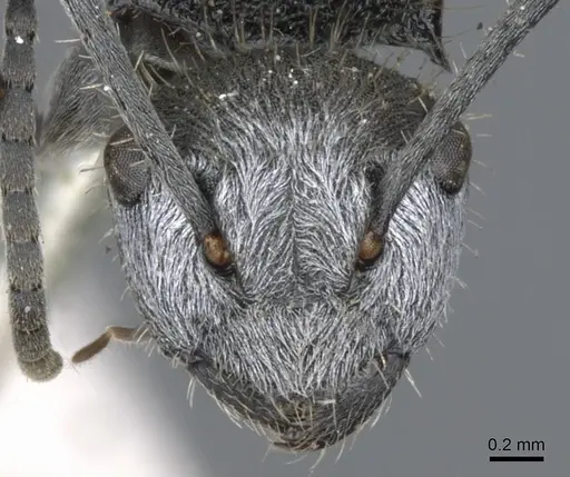 Polyrhachis senilis specimen CASENT0903348 image casent0903348_2