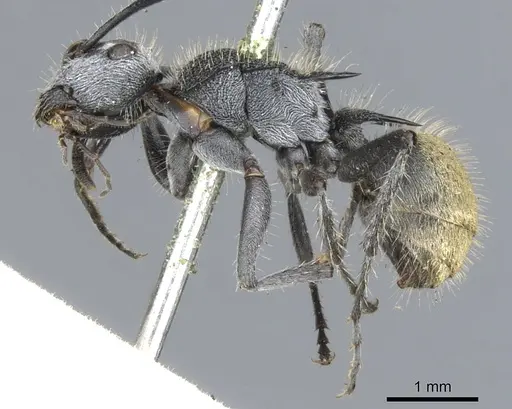 Polyrhachis senilis specimen CASENT0903348 image casent0903348_3