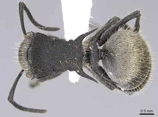 Polyrhachis senilis specimen CASENT0906844 image casent0906844_1