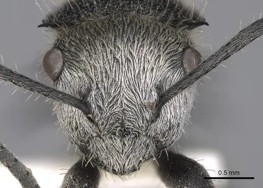 Polyrhachis senilis specimen CASENT0906844 image casent0906844_2