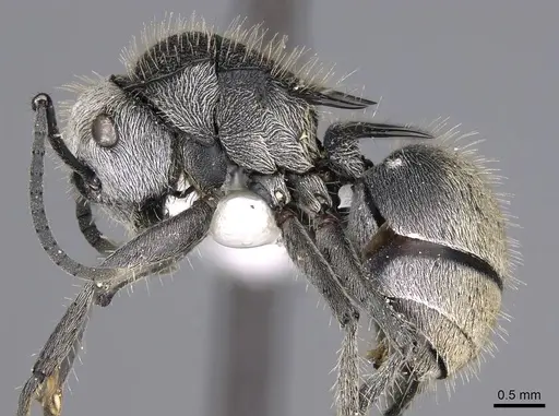 Polyrhachis senilis specimen CASENT0906844 image casent0906844_3