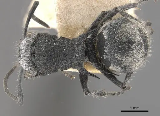 Polyrhachis senilis specimen CASENT0910824 image casent0910824_1