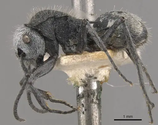 Polyrhachis senilis specimen CASENT0910824 image casent0910824_3