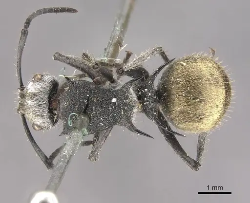 Polyrhachis senilis specimen CASENT0910825 image casent0910825_1