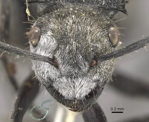 Polyrhachis senilis specimen CASENT0910825 image casent0910825_2