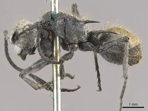 Polyrhachis senilis specimen CASENT0910825 image casent0910825_3