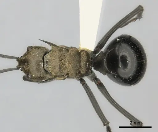 Polyrhachis sericata specimen CASENT0217801 image casent0217801_1