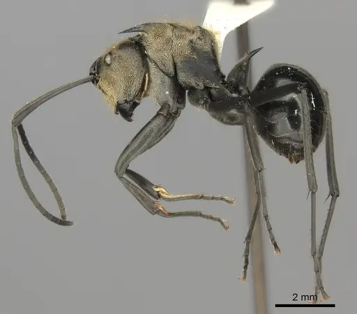 Polyrhachis sericata specimen CASENT0217801 image casent0217801_3