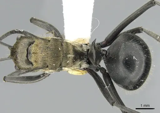 Polyrhachis sericata specimen CASENT0281390 image casent0281390_1