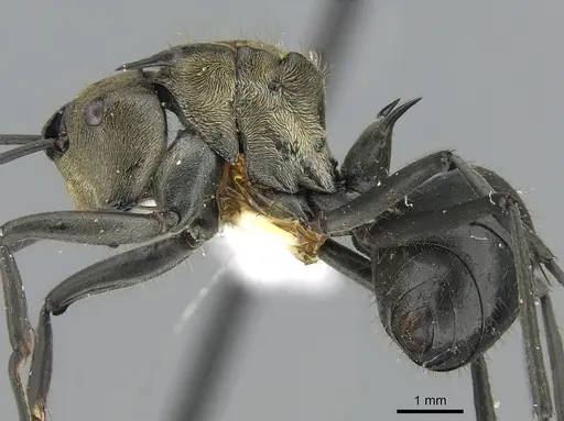 Polyrhachis sericata specimen CASENT0281390 image casent0281390_3