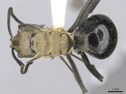 Polyrhachis sericata specimen CASENT0906808 image casent0906808_1