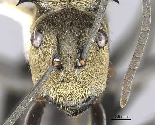 Polyrhachis sericata specimen CASENT0906808 image casent0906808_2