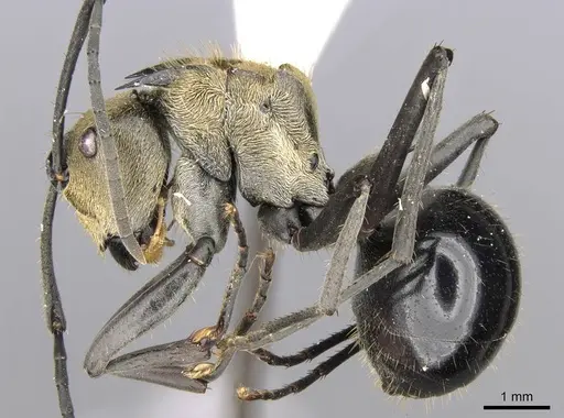 Polyrhachis sericata specimen CASENT0906808 image casent0906808_3