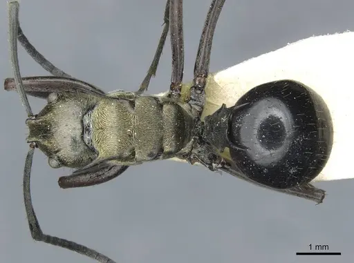 Polyrhachis sericata specimen CASENT0910926 image casent0910926_1