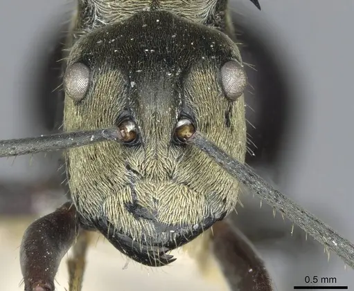 Polyrhachis sericata specimen CASENT0910926 image casent0910926_2