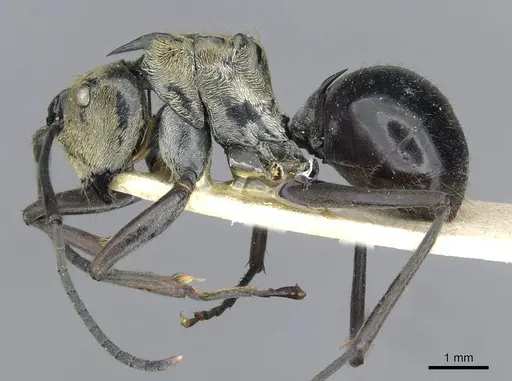 Polyrhachis sericata specimen CASENT0910926 image casent0910926_3