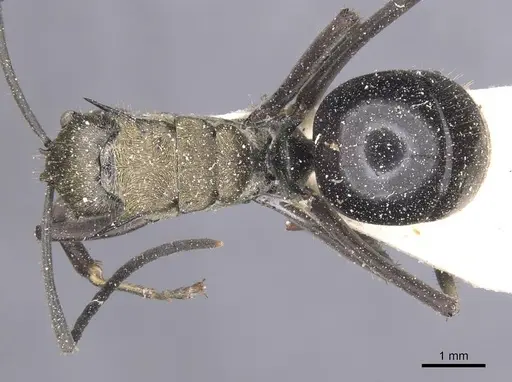 Polyrhachis sericata specimen CASENT0912139 image casent0912139_1