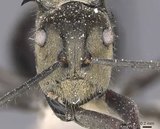Polyrhachis sericata specimen CASENT0912139 image casent0912139_2