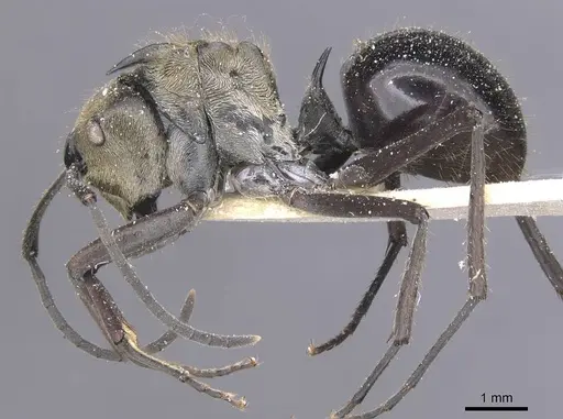 Polyrhachis sericata specimen CASENT0912139 image casent0912139_3