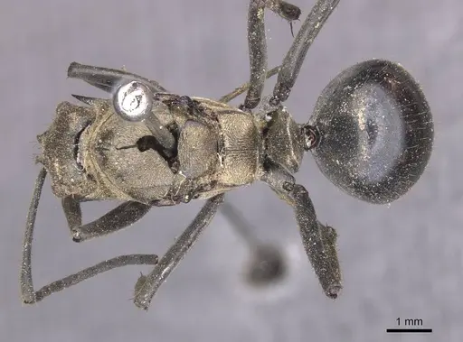 Polyrhachis sericata specimen CASENT0913681 image casent0913681_1