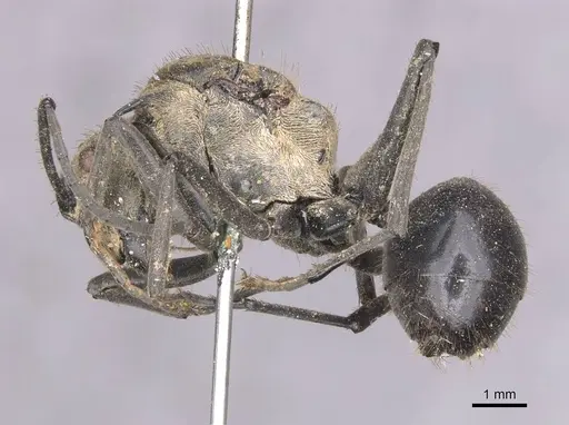 Polyrhachis sericata specimen CASENT0913681 image casent0913681_3