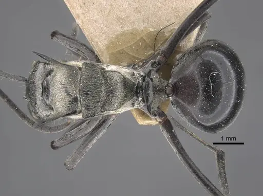 Polyrhachis sericata specimen CASENT0917287 image casent0917287_1