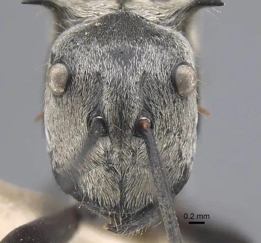 Polyrhachis sericata specimen CASENT0917287 image casent0917287_3