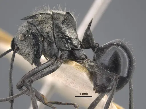 Polyrhachis sericata specimen CASENT0917287 image casent0917287_4