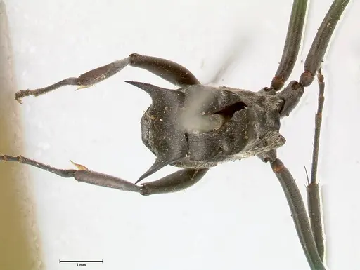 Polyrhachis sericata specimen FOCOL0575 image focol0575_1