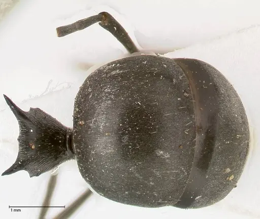 Polyrhachis sericata specimen FOCOL0575 image focol0575_2
