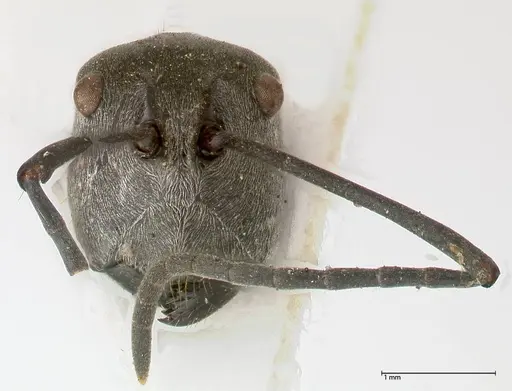Polyrhachis sericata specimen FOCOL0575 image focol0575_3
