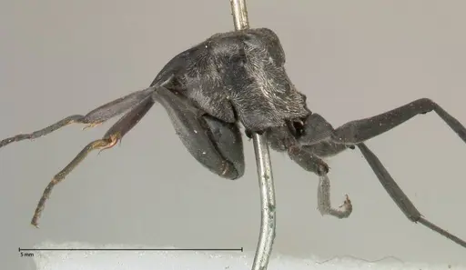Polyrhachis sericata specimen FOCOL0575 image focol0575_4