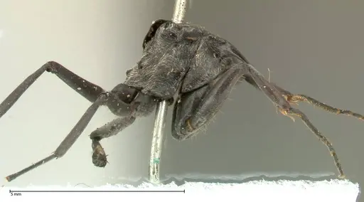 Polyrhachis sericata specimen FOCOL0575 image focol0575_5