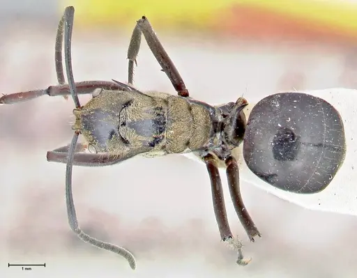 Polyrhachis sericata specimen FOCOL2627 image focol2627_1