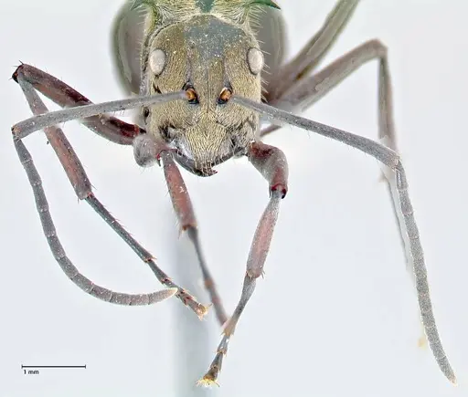 Polyrhachis sericata specimen FOCOL2627 image focol2627_2