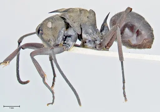 Polyrhachis sericata specimen FOCOL2627 image focol2627_3