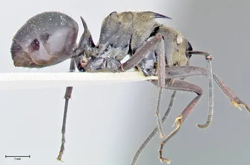Polyrhachis sericata specimen FOCOL2627 image focol2627_4