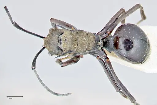 Polyrhachis sericata specimen FOCOL2628 image focol2628_1
