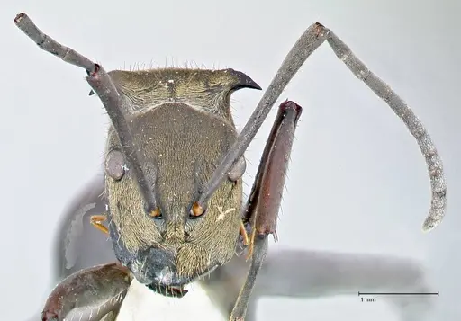 Polyrhachis sericata specimen FOCOL2628 image focol2628_2