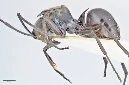 Polyrhachis sericata specimen FOCOL2628 image focol2628_3