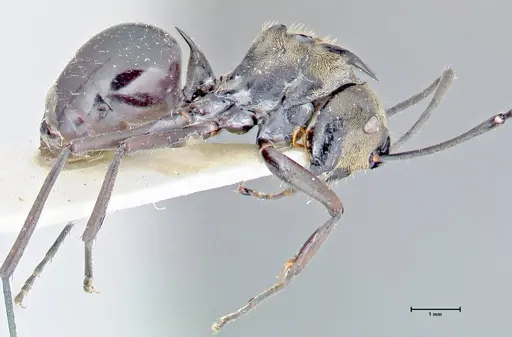 Polyrhachis sericata specimen FOCOL2628 image focol2628_4