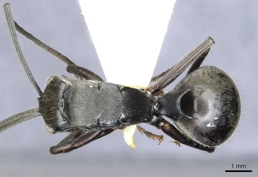 Polyrhachis sericeopubescens specimen CASENT0903439 image casent0903439_1