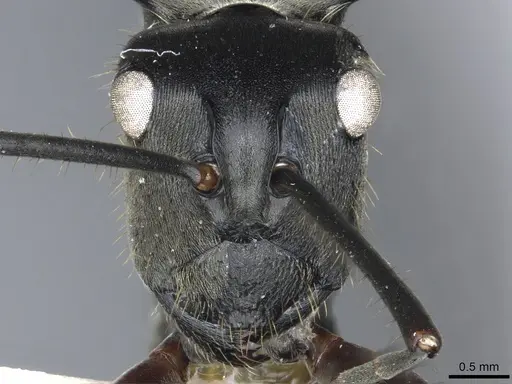 Polyrhachis sericeopubescens specimen CASENT0903439 image casent0903439_2