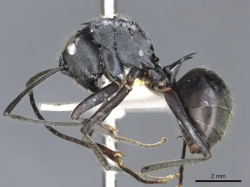 Polyrhachis sericeopubescens specimen CASENT0903439 image casent0903439_3