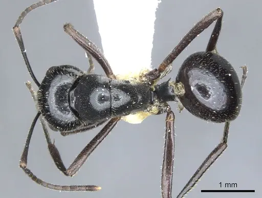 Polyrhachis setosa specimen CASENT0903400 image casent0903400_1