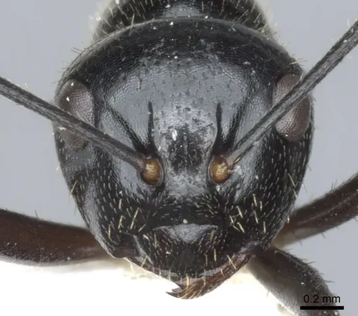 Polyrhachis setosa specimen CASENT0903400 image casent0903400_2