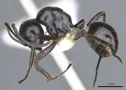 Polyrhachis setosa specimen CASENT0903400 image casent0903400_3