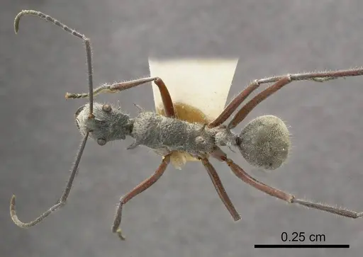 Polyrhachis sexspinosa specimen ANTWEB1008256 image antweb1008256_1