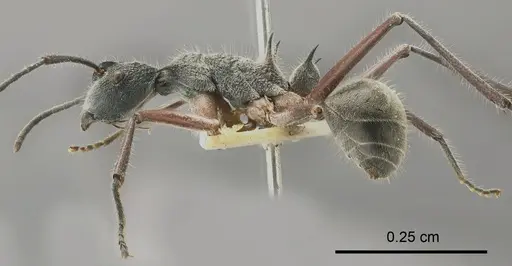 Polyrhachis sexspinosa specimen ANTWEB1008256 image antweb1008256_2