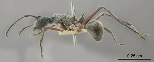 Polyrhachis sexspinosa specimen ANTWEB1008256 image antweb1008256_3